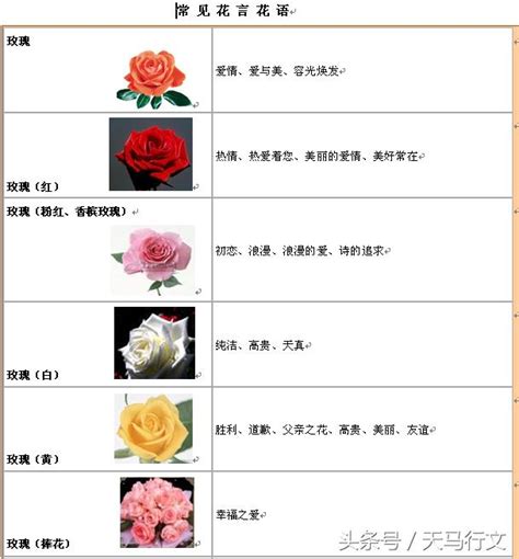 花語大全|花語大全：30 種浪漫花語，該送戀人/朋友/長輩哪種花？